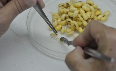 Na Embrapa Recursos Genéticos e Biotecnologia são desenvolvidos estudos em plantas de soja transgênica capazes de produzir o fator IX, uma proteína responsável pela coagulação do sangue (Wilson Dias/Agência Brasil)