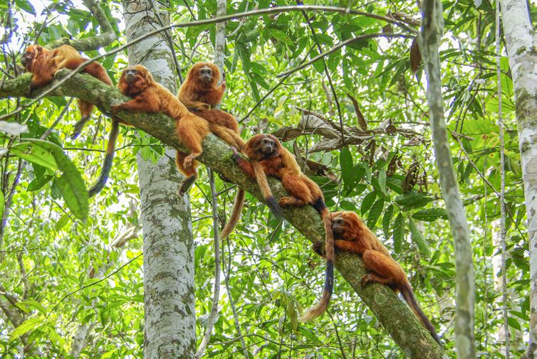 Rio de Janeiro (RJ) -  Grupo de micos-leões-dourados.  Foto: Andreia Martins/Divulgação  