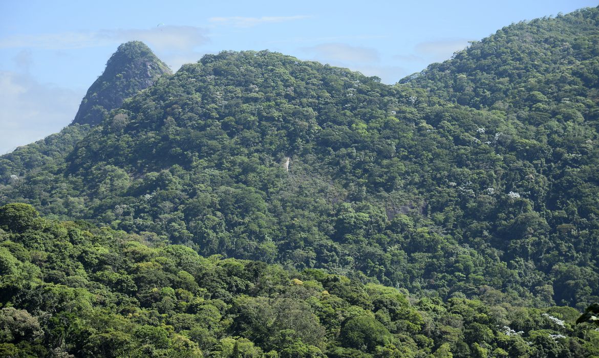 Vista da mata atlântica na Floresta da Tijuca, no Rio de Janeiro