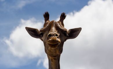 Girafa Yvelise, do Zoológico de Brasília, morreu neste domingo, 25 de março de 2018