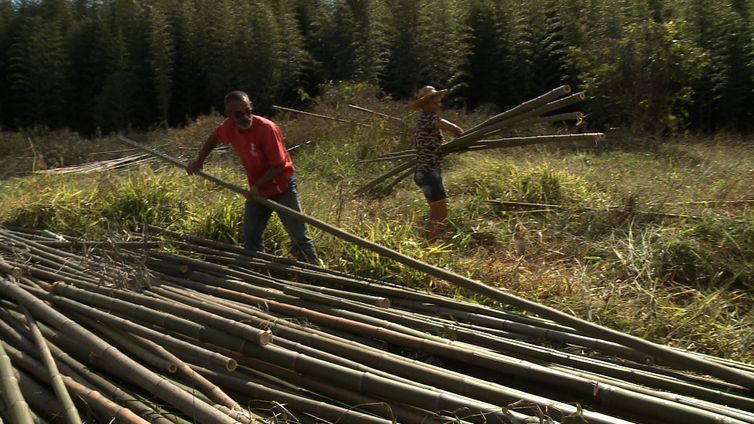 É a primeira vez que órgão distrital autoriza o manejo do bambu