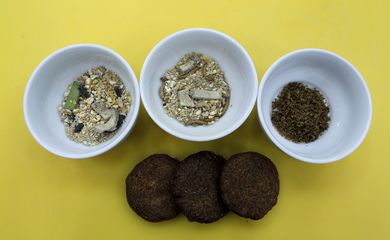 Mealworm, larva, dry mixture, and patties are displayed at University of Costa Rica in San Jose