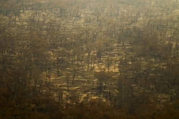 Porto Jofre (MT) 17/11/2023 – Detalhe de arvores queimadas durante incêndio florestal que atige o Pantanal.
Foto: Joédson Alves/Agência Brasil