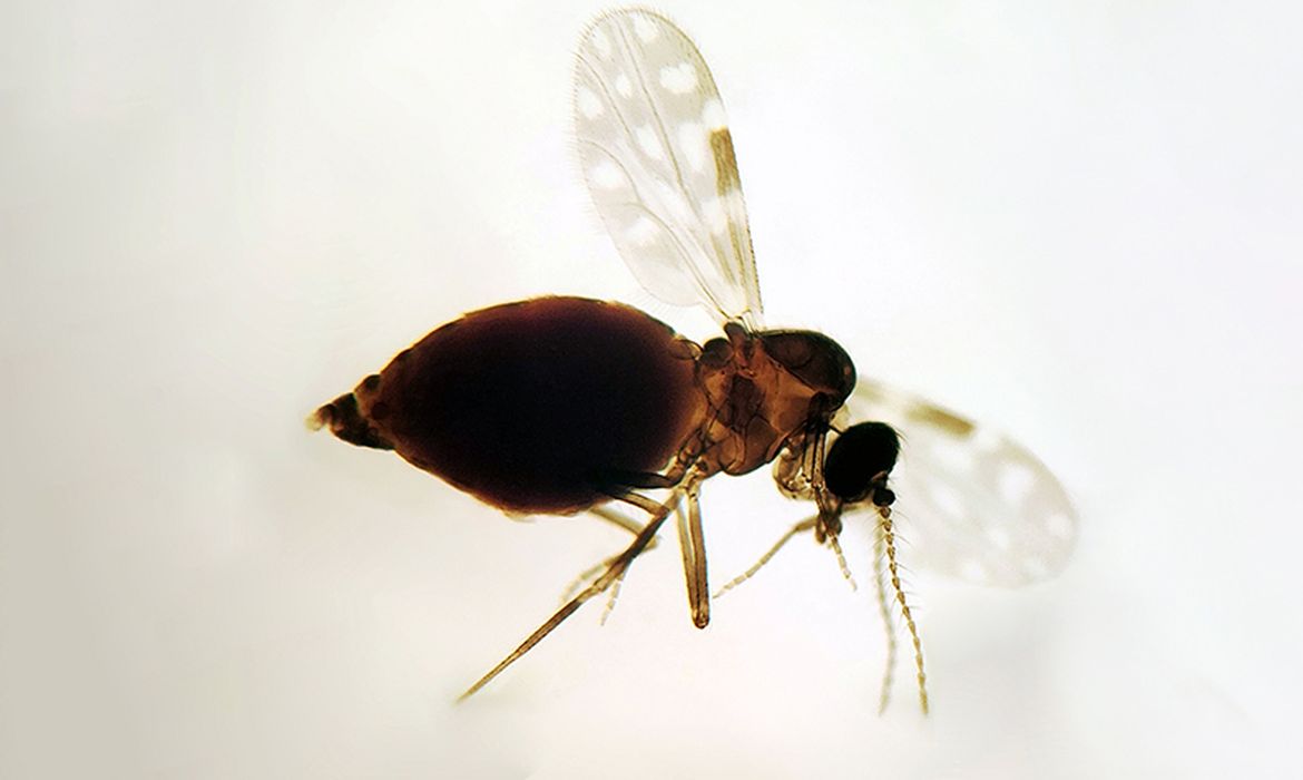 Brasília (DF), 27/07/2025 - Inseto da espécie Culicoides paraensis, popularmente chamados de maruim ou mosquito-pólvora. Foto: Fiocruz/Divulgação