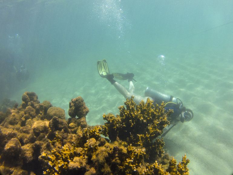 Tamandaré (PE), 25/10/2023 - A bióloga Janaína Bumbeer, doutora em Ecologia e Conservação Marinha, observa o coral-de-fogo (Millepora alcicornis) durante mergulho no recife Pirambu, na APA Costa dos Corais. Foto: Fernando Frazão/Agência Brasil