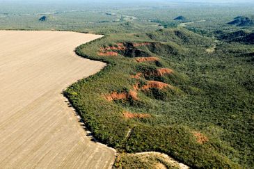 Brasília (DF) 29/02/2024 - Cerrado: cresce o desmatamento, aumenta o risco de colapso hídricoFoto: Adriano Gambarini/WWF Brasil/Divulgação