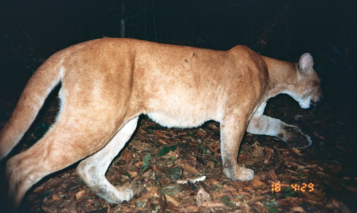 Onça-parda (Puma concolor)  Animais da caatinga, Floresta ica  animais, Animais em extinção