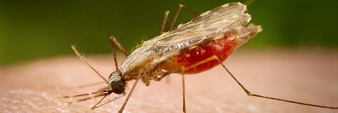 Novo medicamento contra a malária