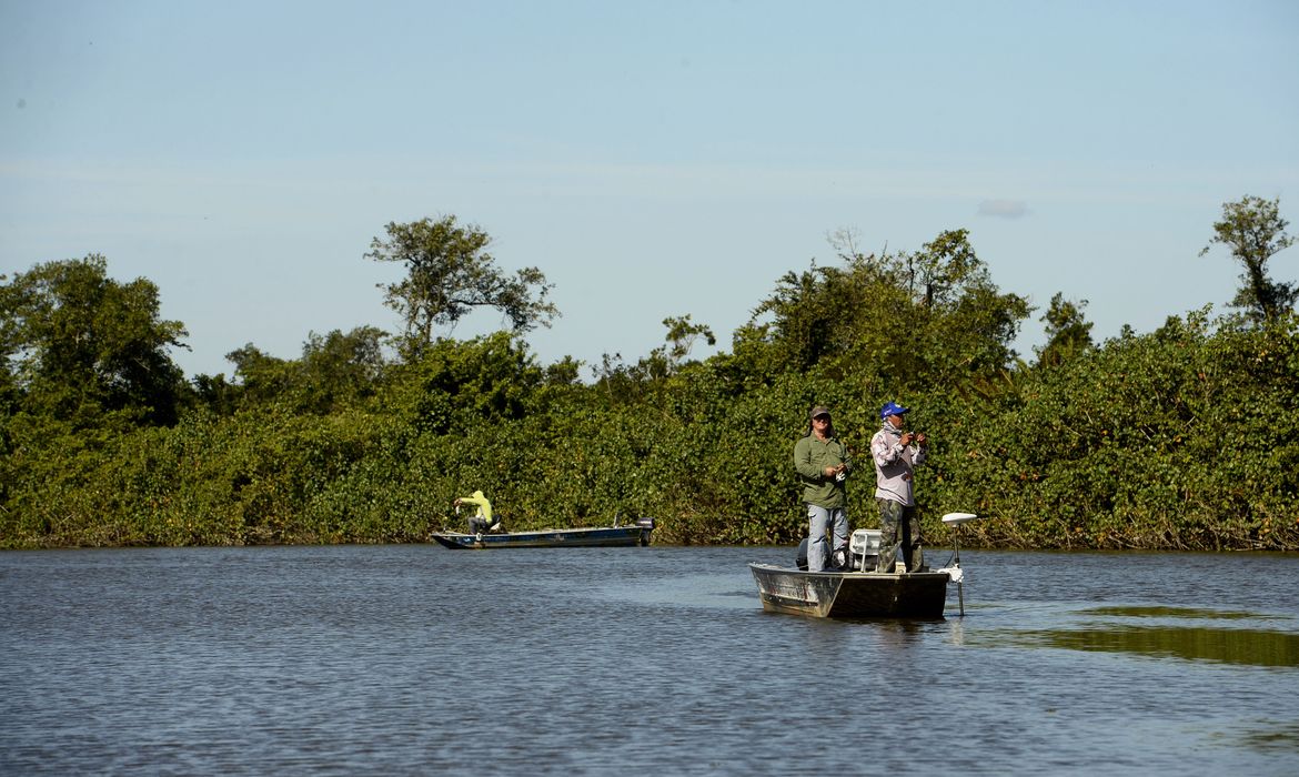 Manguezais da Área de Proteção Ambiental (APA) de Guapi-Mirim e Estação Ecológica da Guanabara, região hidrográfica da Baía de Guanabara.