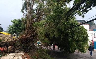 Chuvas provocam quedas de árvore e tapumes na Barra da Tijuca