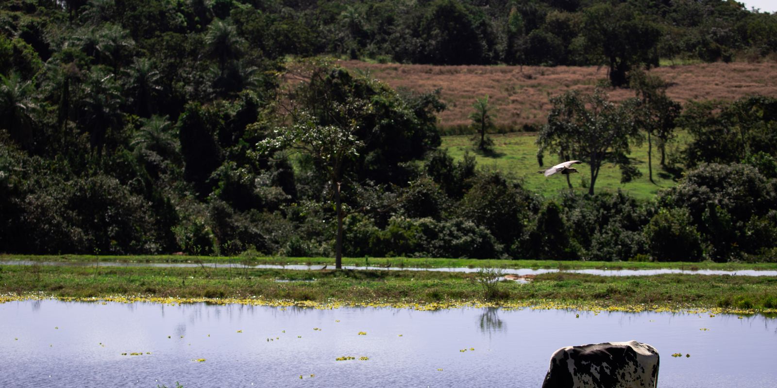 Valor da Produção Agropecuária deve chegar a R$ 1,227 trilhão este ano