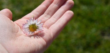 Mão segurando uma flor