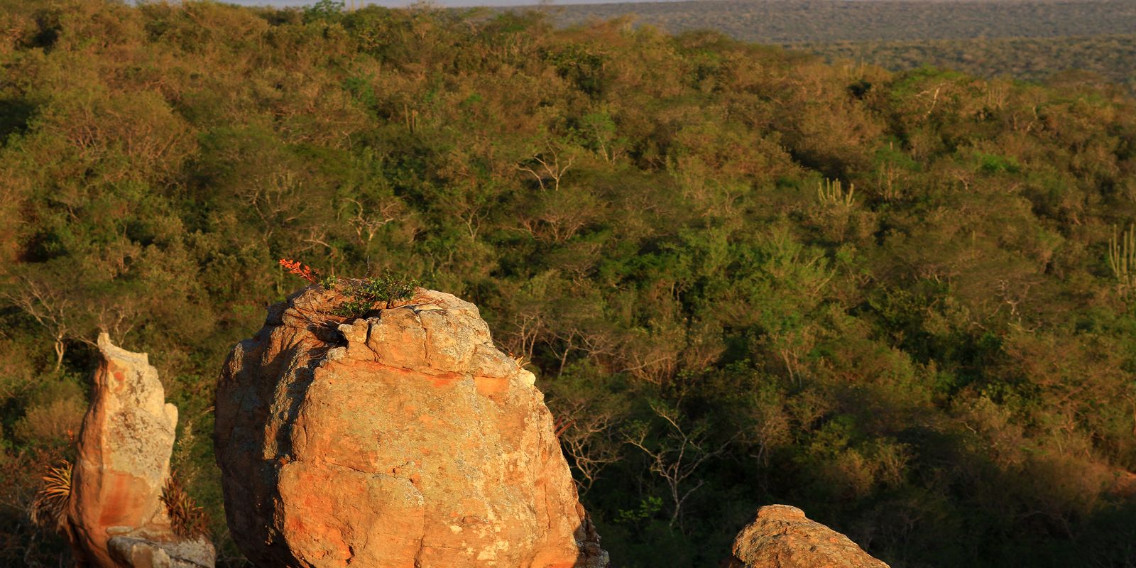 Estudo mostra que é possível recuperar 500 mil hectares de Caatinga