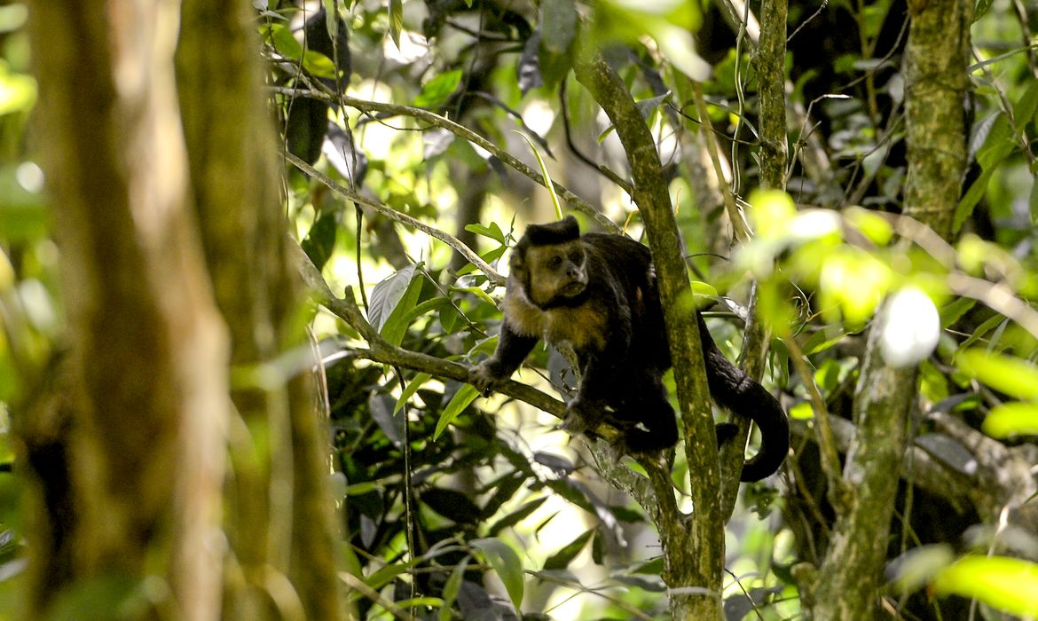 Macaco-prego na mata atlântica, seu habitat natural, na Floresta da Tijuca, no Rio de Janeiro