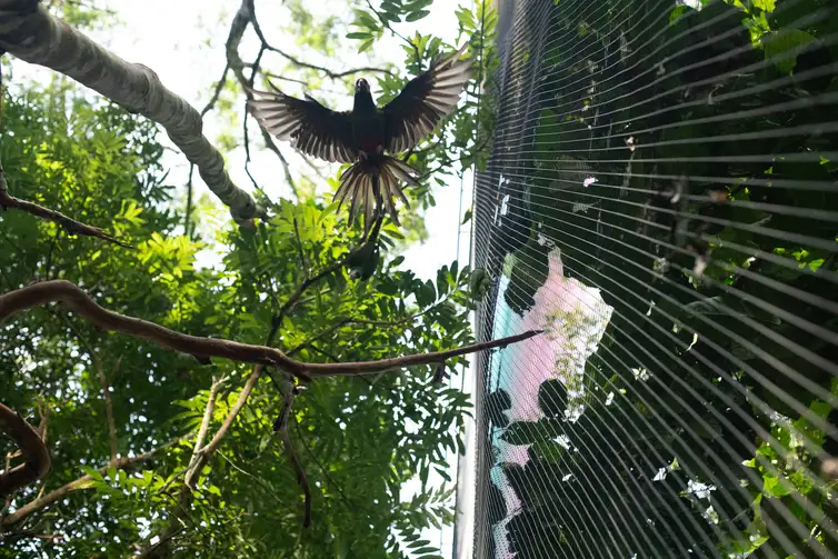 Maior viveiro da América Latina recebe quase 300 aves resgatada