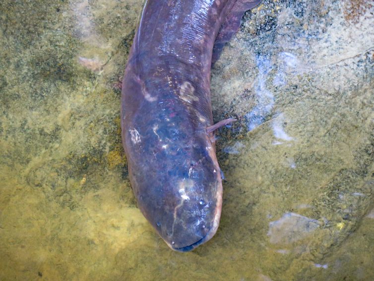Expedio para pesquisa busca espcies de peixes-eltricos na Amaznia. Foto: Acervo dos Pesquisadores