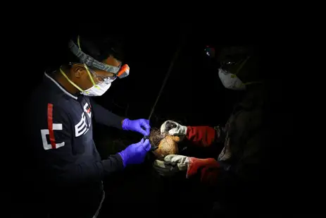 FILE PHOTO: Field lab assistants catch a bat in their net as they collect specimens for their Nipah virus research in the Shuvarampur area of Faridpur, Bangladesh, September 14, 2021. REUTERS/Mohammad Ponir Hossain./File Photo