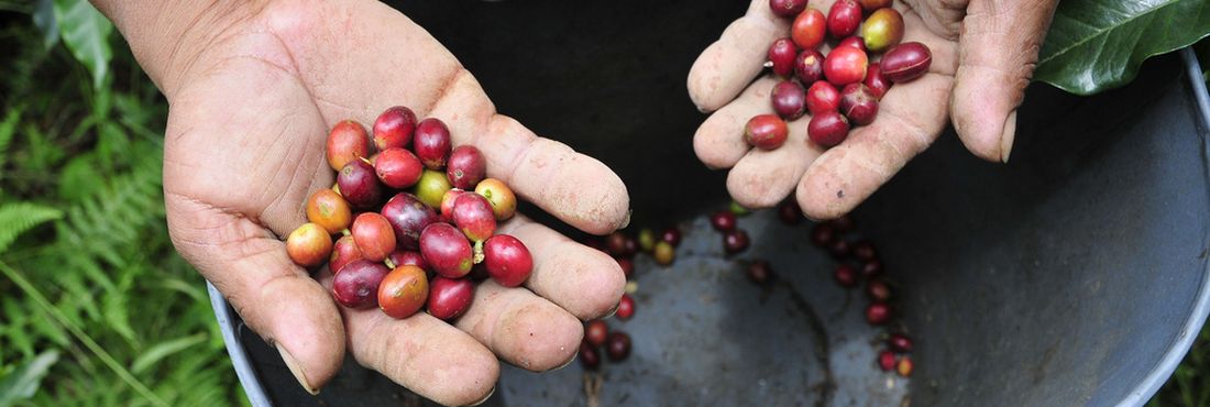 O movimento representa produtores de café de dez dos 32 departamentos (estados) da Colômbia.