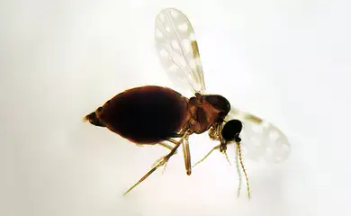 Brasília (DF), 27/07/2025 - Inseto da espécie Culicoides paraensis, popularmente chamados de maruim ou mosquito-pólvora. Foto: Fiocruz/Divulgação