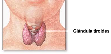 glândula tireoide