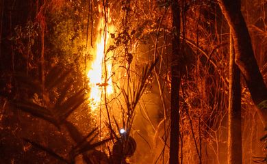 Amazônia-11/12/2024 Amazônia tem o maior número de queimadas e incêndios em 17 anos.  Foto:  Agência Santarém.