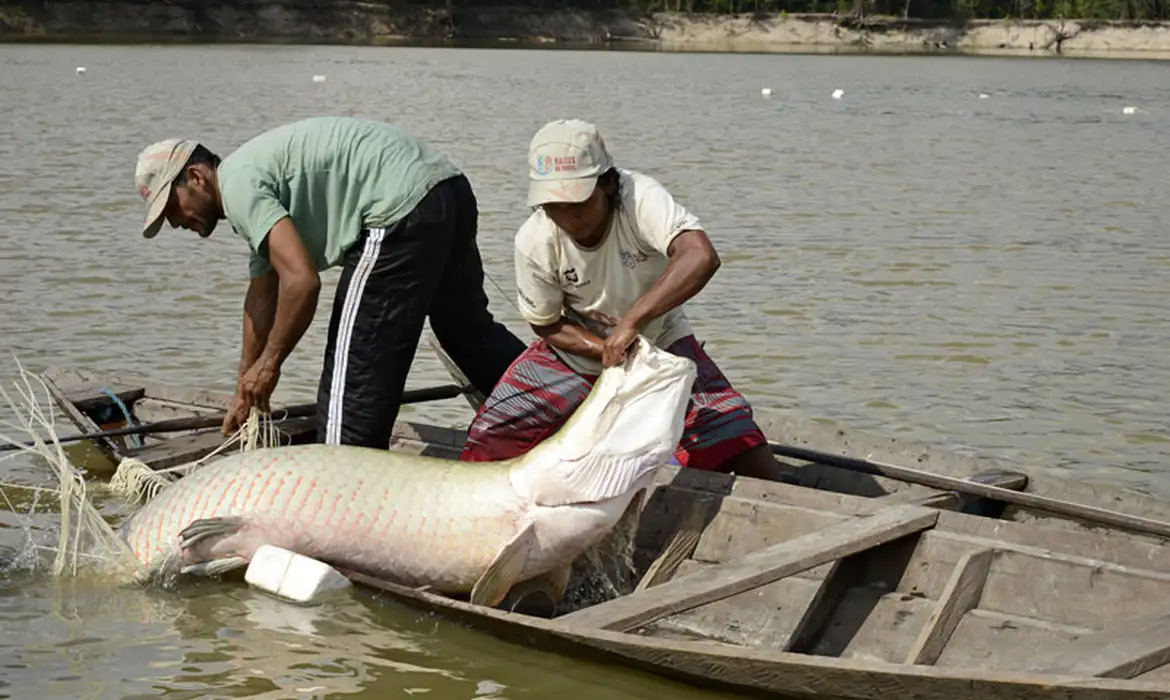 Produção de peixes é abundante em Rondônia, mas emperra na comercialização  - Engepesca - Redes para Aquicultura