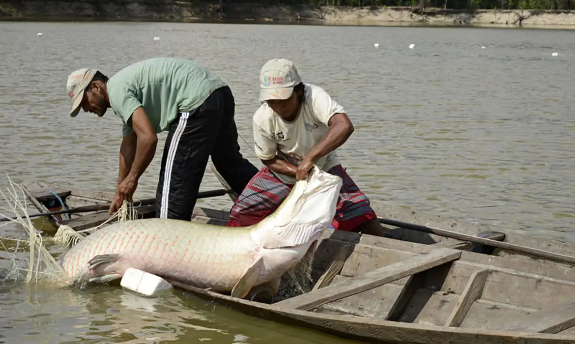 Povo Paumari pesca pirarucu