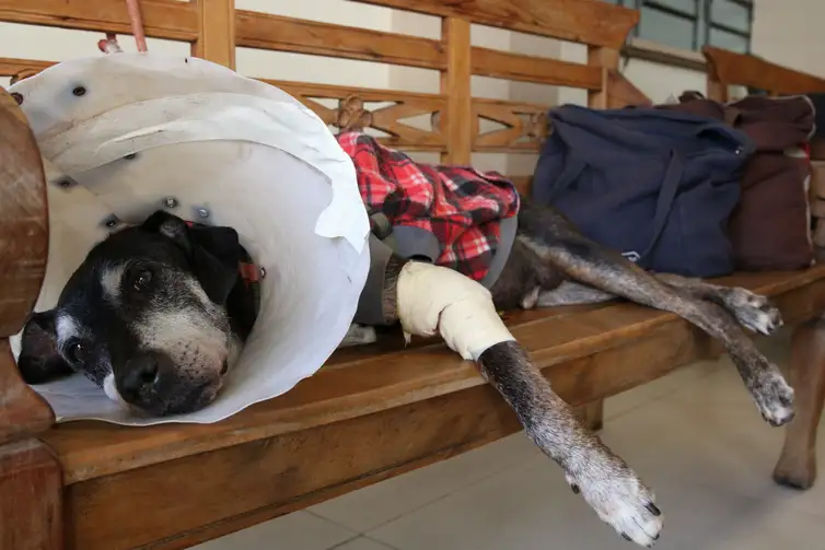 Hospital Veterinário Público de São Paulo, uma parceria entre a prefeitura e a Faculdade de Medicina Veterinária e Zootecnia da Universidade de São Paulo - USP, no Butantã.