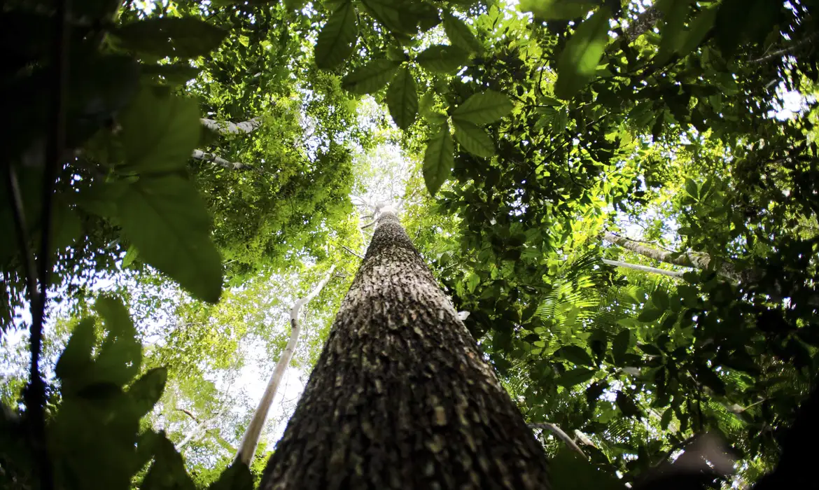 Floresta em Juruena, MT, Brasil:  Castanheira na reserva legal comunitária do assentamento Vale do Amanhecer.  (Foto: Marcelo Camargo/Agência Brasil)