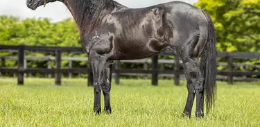 Como preparar o cavalo para competições de alta performance