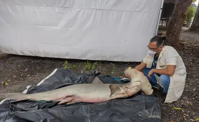 Museu Nacional recebe tubarão-martelo encontrado no Rio de Janeiro