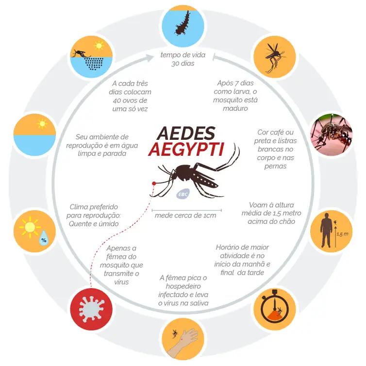 Aedes.png