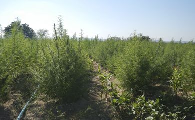Pedra (PE) - Uma plantação com 36 mil pés de maconha foi destruída pela Polícia Federal (PF) em Pernambuco no município de Pedra (PE).