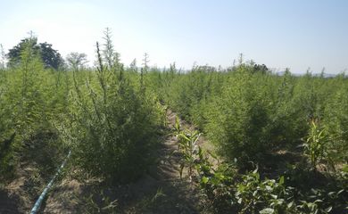 Pedra (PE) - Uma plantação com 36 mil pés de maconha foi destruída pela Polícia Federal (PF) em Pernambuco no município de Pedra (PE). 