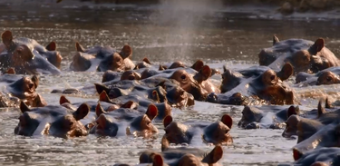 Parte do rio Luangwa é lar de hipopótamos, os titãs africanos