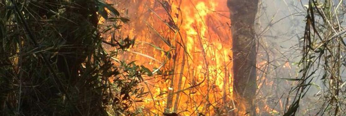 Incêndio atinge Parque Nacional em Petrópolis, no RJ