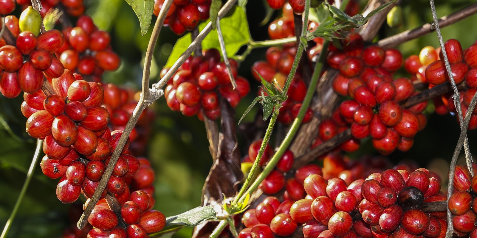 Safra de café deve registrar aumento de 16,8% em 2022, diz Conab