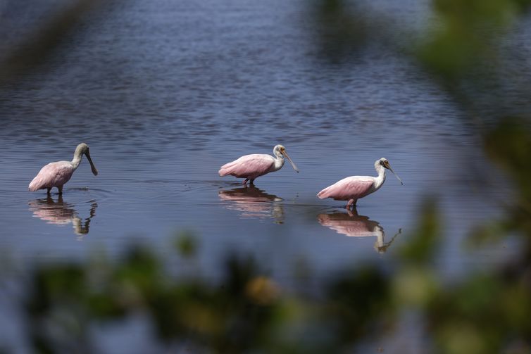 Magé (RJ), 15/10/2024 - Grupo de colhereiros (Platalea ajaja) em manguezal na Piedade banhado pelo Rio Majé, que desagua na Baía de Guanabara. Foto: Fernando Frazão/Agência Brasil