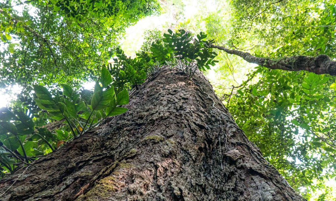 Baixo Amazonas (PA), 17/09/2022 - A árvore gigante da Amazônia brasileira, a quarta maior do mundo, está em território paraense: o angelim vermelho (Dinizia excelsa), com 88,5 metros de altura e 3,15 m de diâmetro, variando de 400 a 600 anos de existência, é encontrado na Unidade de Conservação Estadual de Uso Sustentável Floresta Estadual do Paru (Flota do Paru), na Região de Integração Baixo Amazonas, no oeste paraense. Foto: Agência Pará/Divulgação
