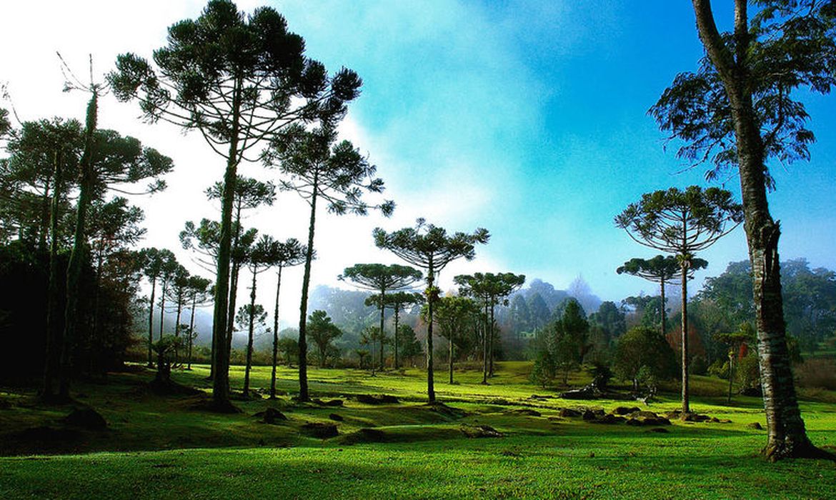 Araucárias no Paraná (Denis Ferreira Netto/SEMA)