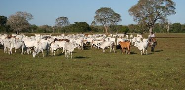 a bovinocultura de Mato Grosso  cresce com eficiência, rentabilidade e sustentabilidade
