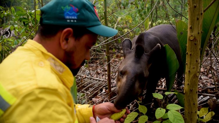 Rio de Janeiro (RJ), 10/21/2024 - Reporting Paths. Earth in ashes: the fires of 2024. Brigadista feeds tapir in forest affected by fire in the Amazon. Frame: TV Brasil/Disclosure