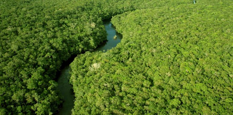 Amazônia, mata, floresta, biodiversidade