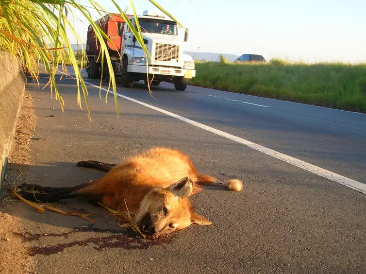 Lobo 3 - Lobo atropelado em estrada   Foto: Rogério Cunha / Direitos reservados