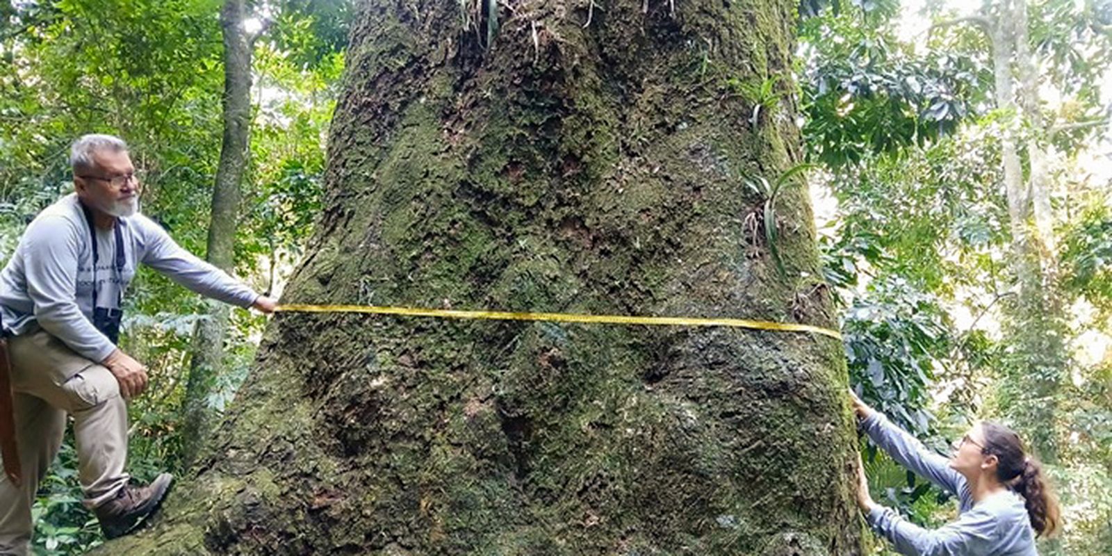 Biólogos da Fiocruz descobrem jequitibá-rosa de 500 anos no Parque Estadual da Pedra Branca, Rio de Janeiro
