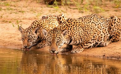 Onçafari , Onças-pintadas,  Pantanal