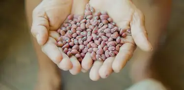 Pesquisa mostra que variedades de feijões do Acre apresentam alto teor de proteinas