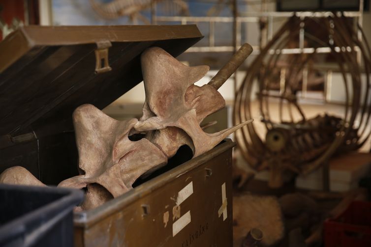 O Museu Nacional lança campanha de financiamento coletivo para reabrir sala onde fica o esqueleto reconstituído do dinossauro Maxakalisaurus topai, de 13 metros, que esta desmontado desde o fim do ano passado, quando um ataque de cupins destruiu