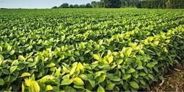 Brasil Rural analisa preços da soja, milho e suíno