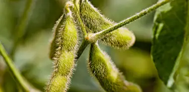 Embrapa lança soja com tecnologia xtend que são tolerantes aos herbicidas glifosato e dicamba